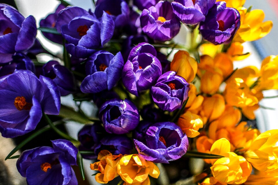 Blossom yellow crocuses