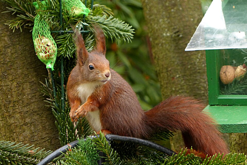 Sciurus vulgaris major mammal garden futtersuche