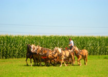 6_horse_team_East_Lampeter_TWP_LanCo_PA_1 photo