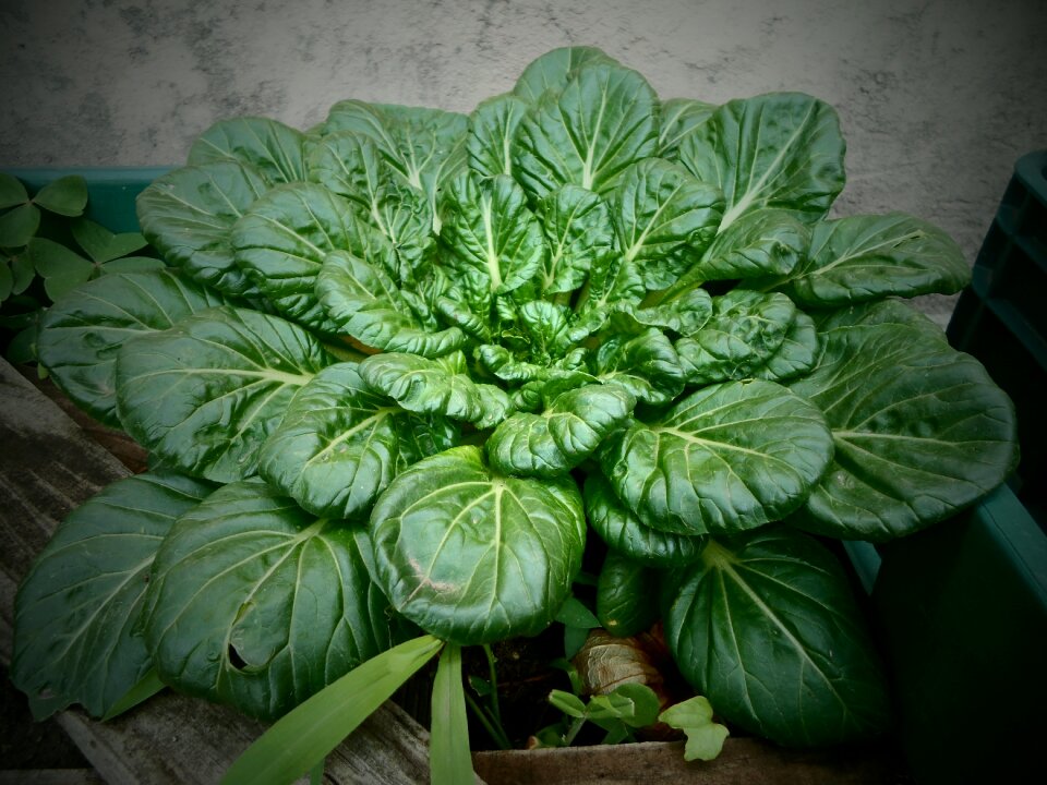 Healthy food vegetable vegetables