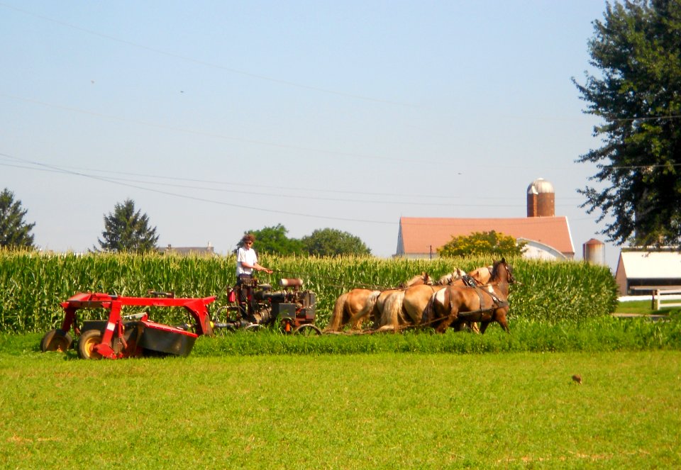 6_horse_team_East_Lampeter_TWP_LanCo_PA_2