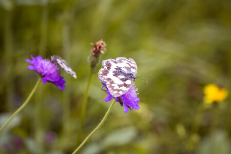 Colorful flower meadow butterfly flight insect photo