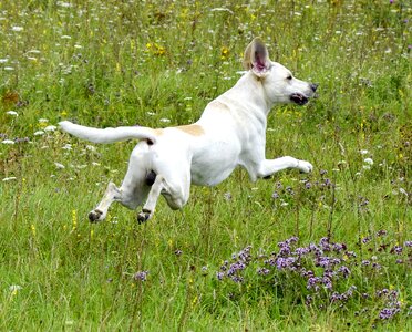 Race playful pet photo