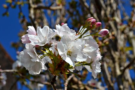 Bloom white blossoms spring
