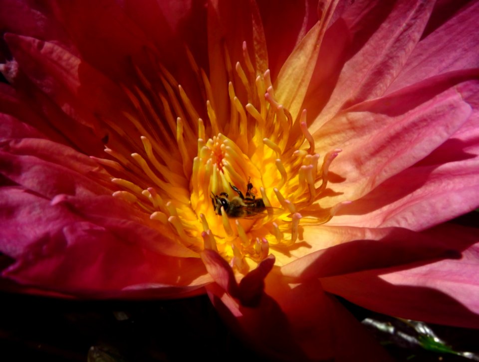 6.Abeja_en_una_Flor_Jardín_Botanico_de_la_UCV,_Caracas,_Venezuela