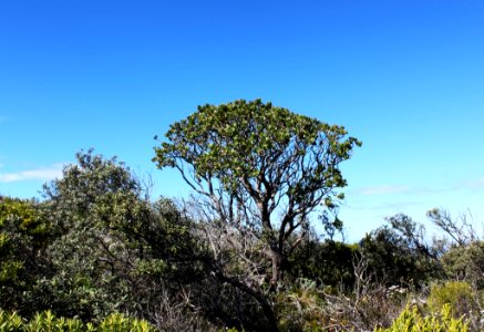 4Leucospermum_conocarpodendron_viridium_-_Fishhoek_3