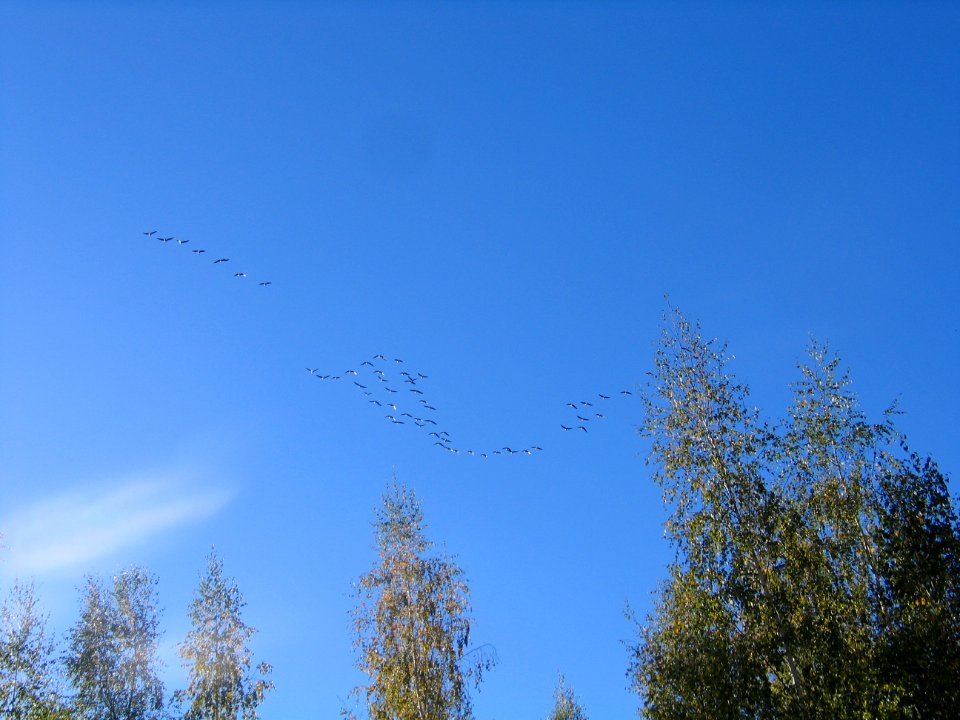 58_birds_flying_to_the_west_in_Moscow_Oblast