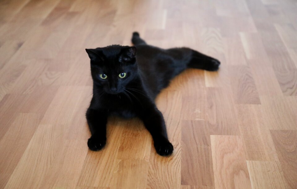 Cat animal cute