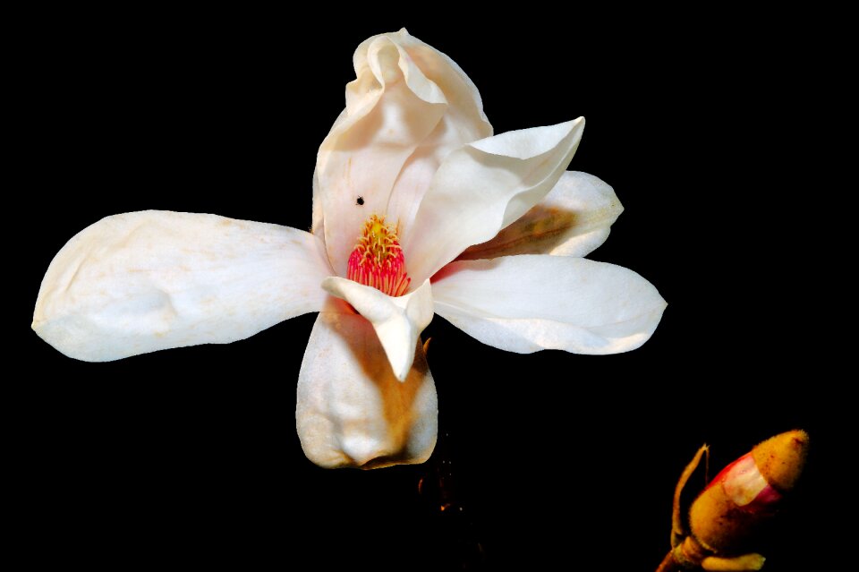 White white blossom spring