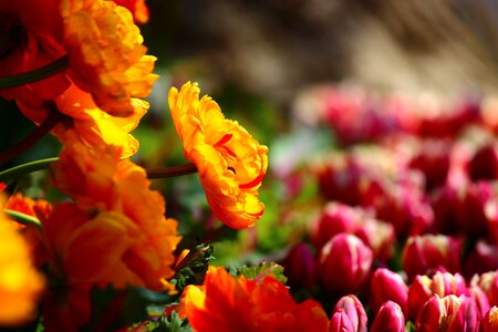 Great tulips konya photo