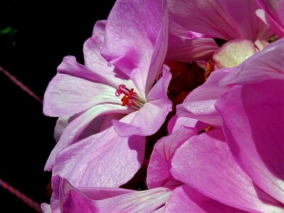 Blossom bloom botanic