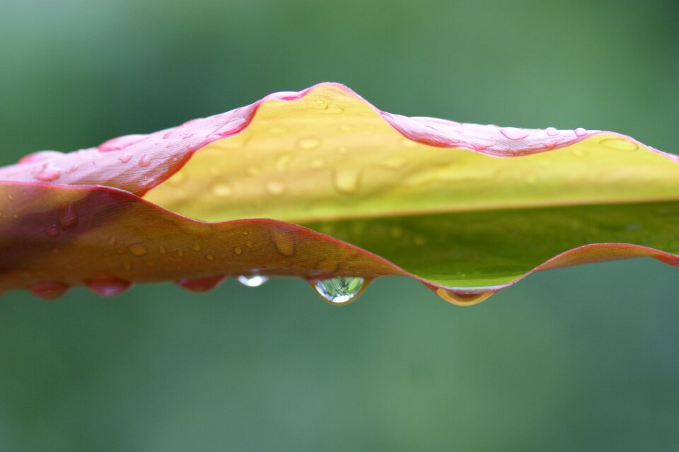 Leaf wet drop