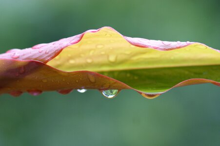 Leaf wet drop photo