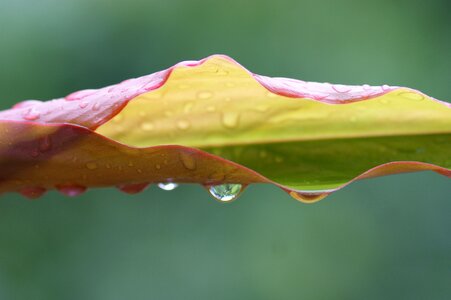 Leaf wet drop