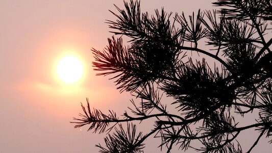 Nature silhouette branch