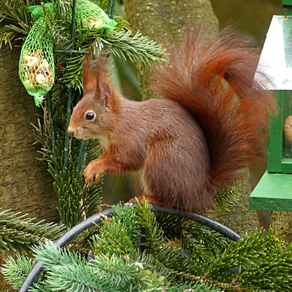 Sciurus vulgaris major mammal garden futtersuche
