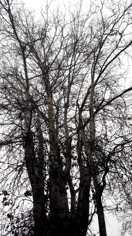 20191126_110641_Tree_in_Lodz,_November_2019