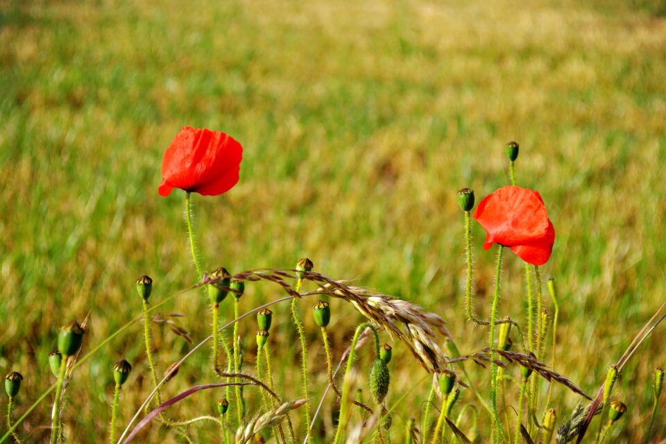 Green red red flowers