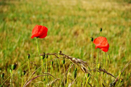 Green red red flowers