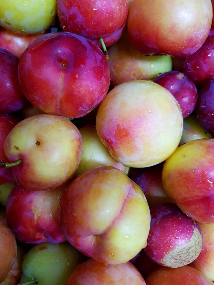 Plum for analysis put all