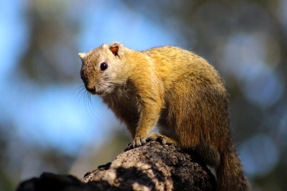 Wild cute wildlife