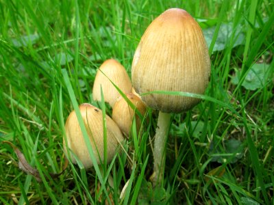 20190922Coprinellus_micaceus2