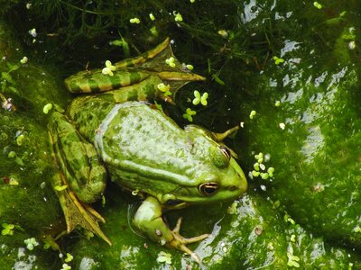 Frog green nature photo