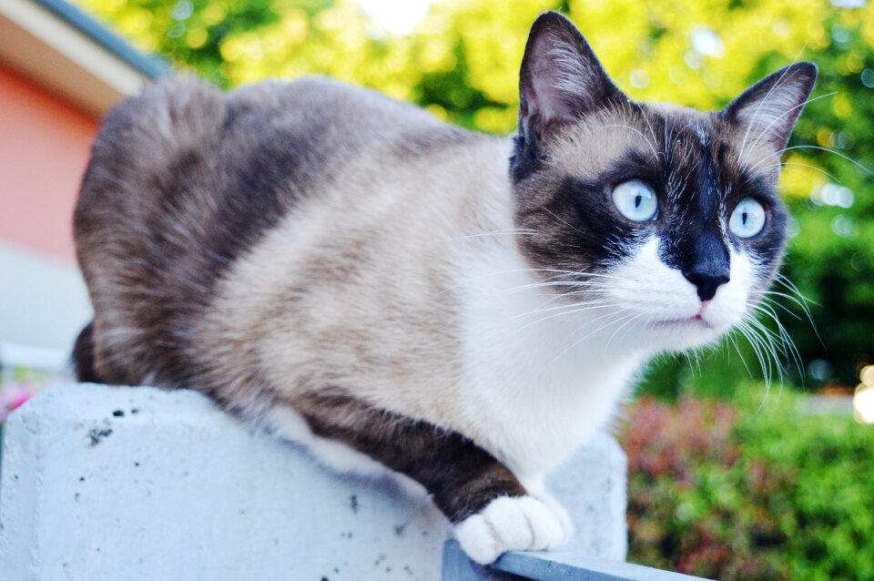 Siamese muzzle garden