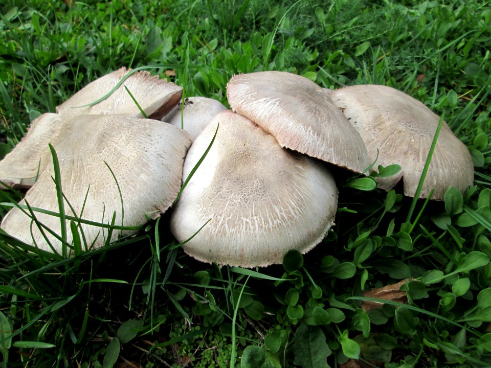20191016Pilze_Güdingen3