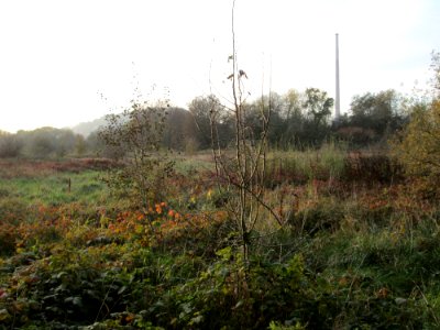 20191122Sankt_Arnualer_Wiesen2