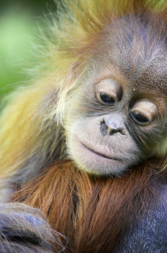 Fur ape forest human