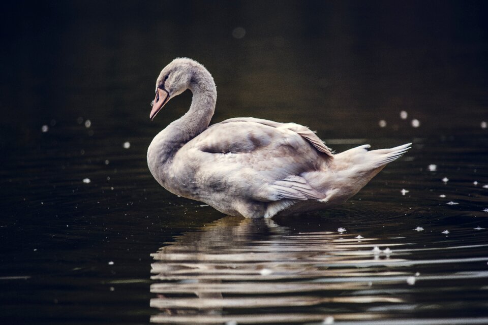 Gray water nature