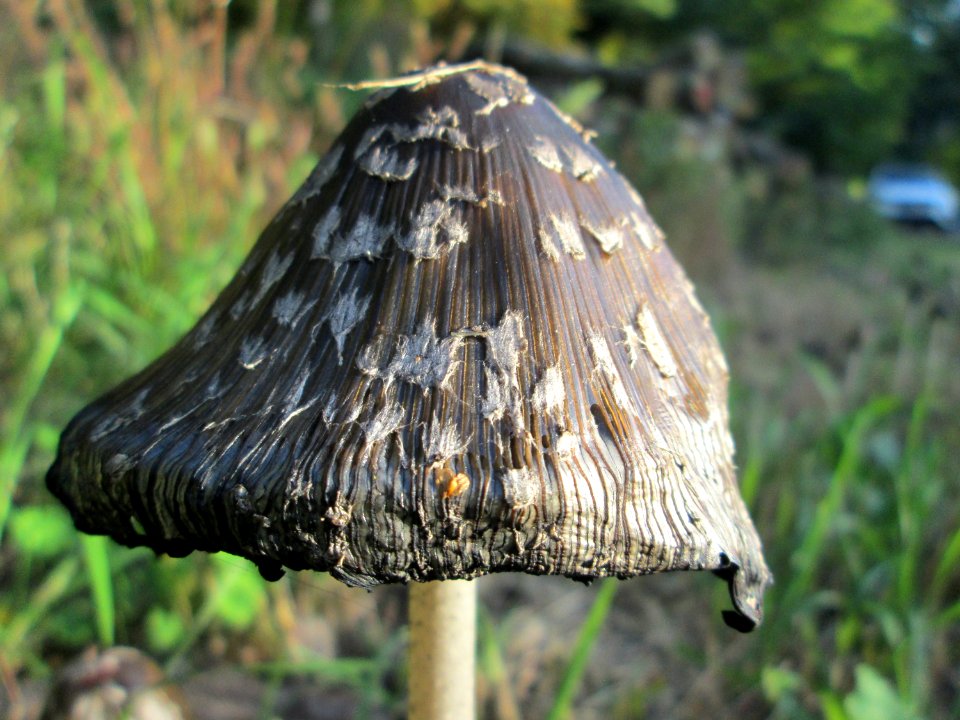 20191013Coprinus_comatus6