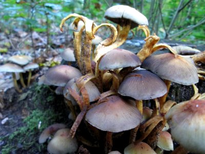 20191013Hypholoma_fasciculare6