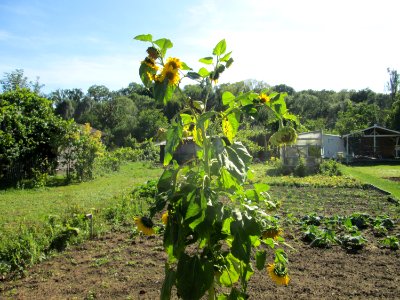 20190914Schrebergarten_Brebach2
