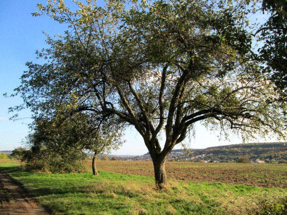 20191013Streuobstwiese_Spicheren3