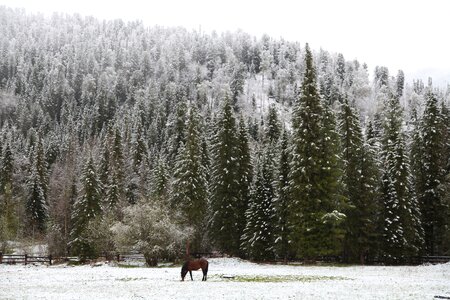 Snow taiga landscape in the forest