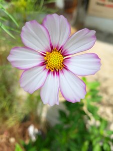 Cosmos autumn petal