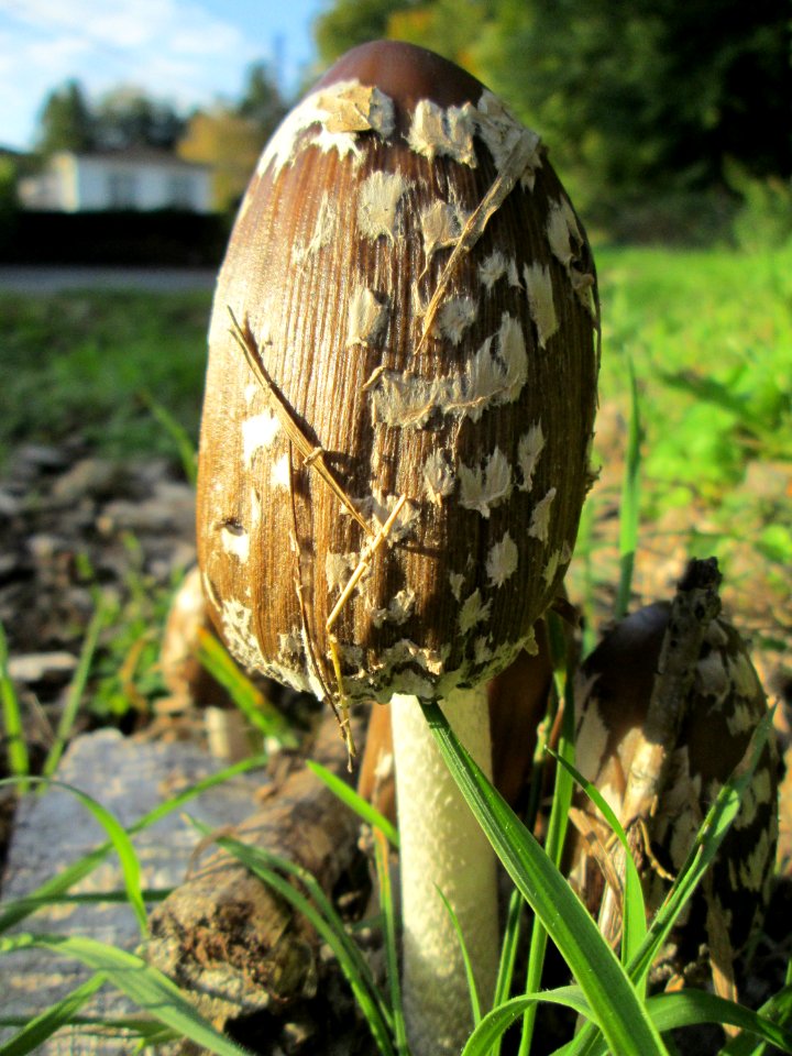 20191013Coprinus_comatus3