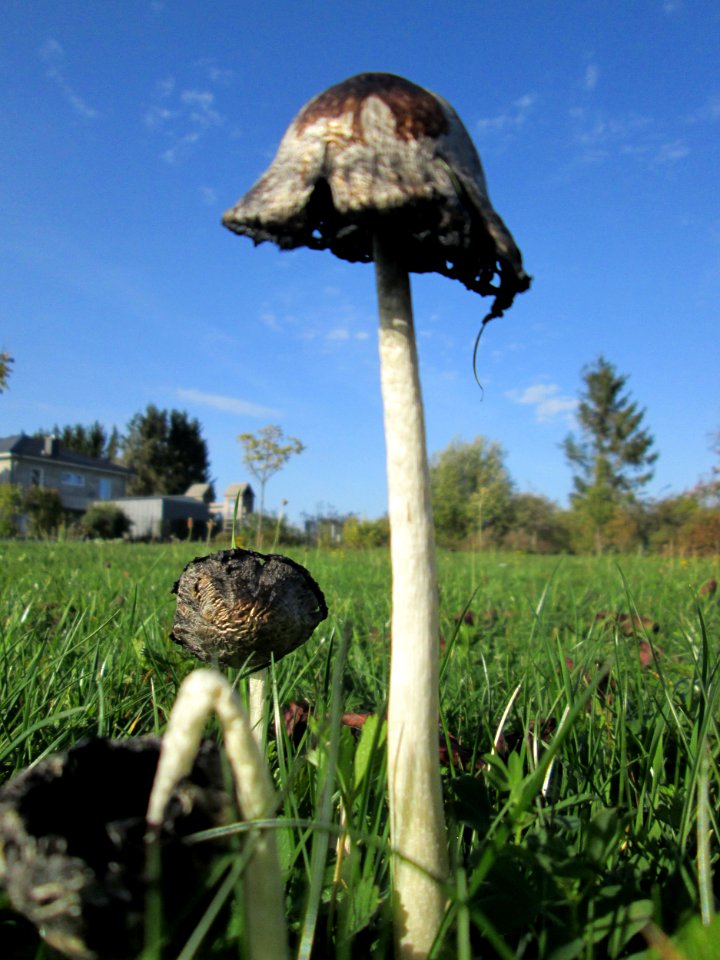 20191013Coprinopsis_atramentaria2