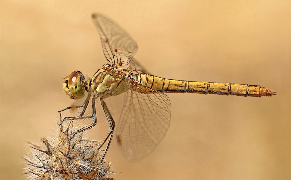Dragonfly macro photography nature