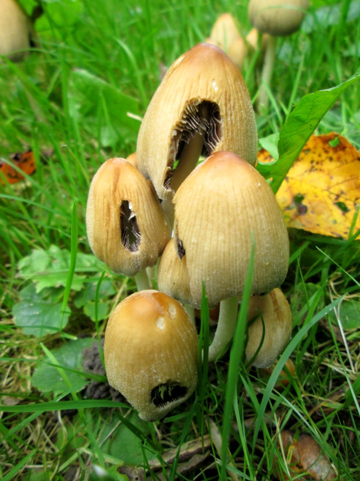 20190922Coprinellus_micaceus1