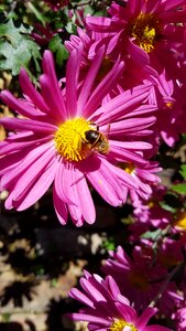 Chrysanthemum flower autumn bee photo