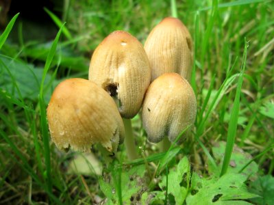 20190922Coprinellus_micaceus3
