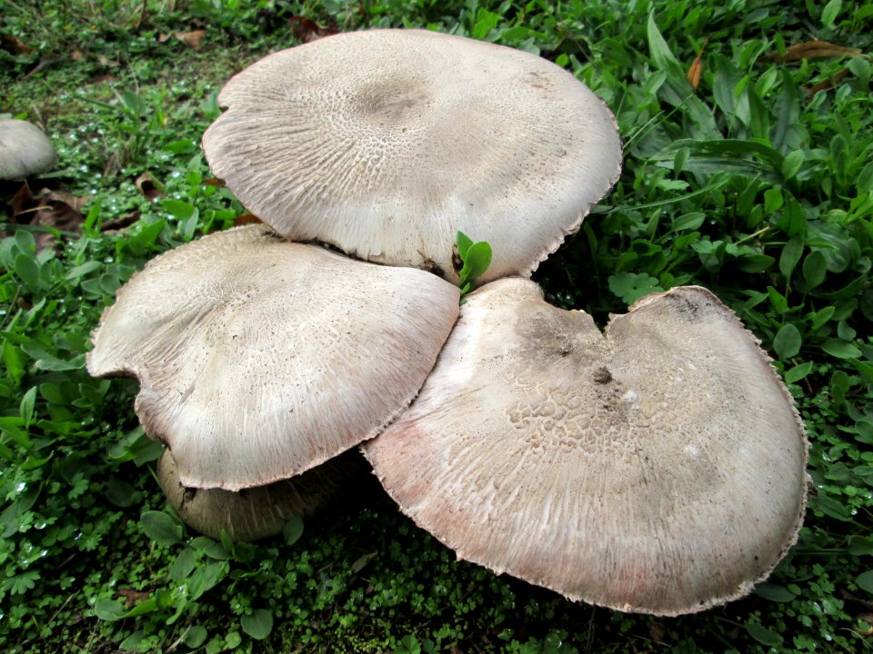 20191016Pilze_Güdingen2