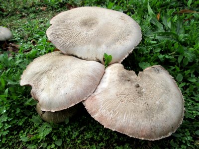 20191016Pilze_Güdingen2