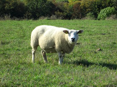 20191013Moutons_Spicheren6