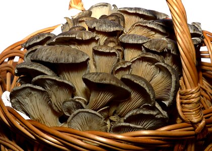 Fungus plant ingredient