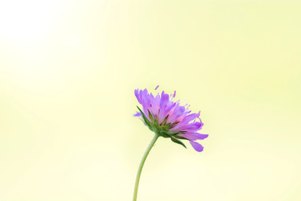 Purple flower nature blossom