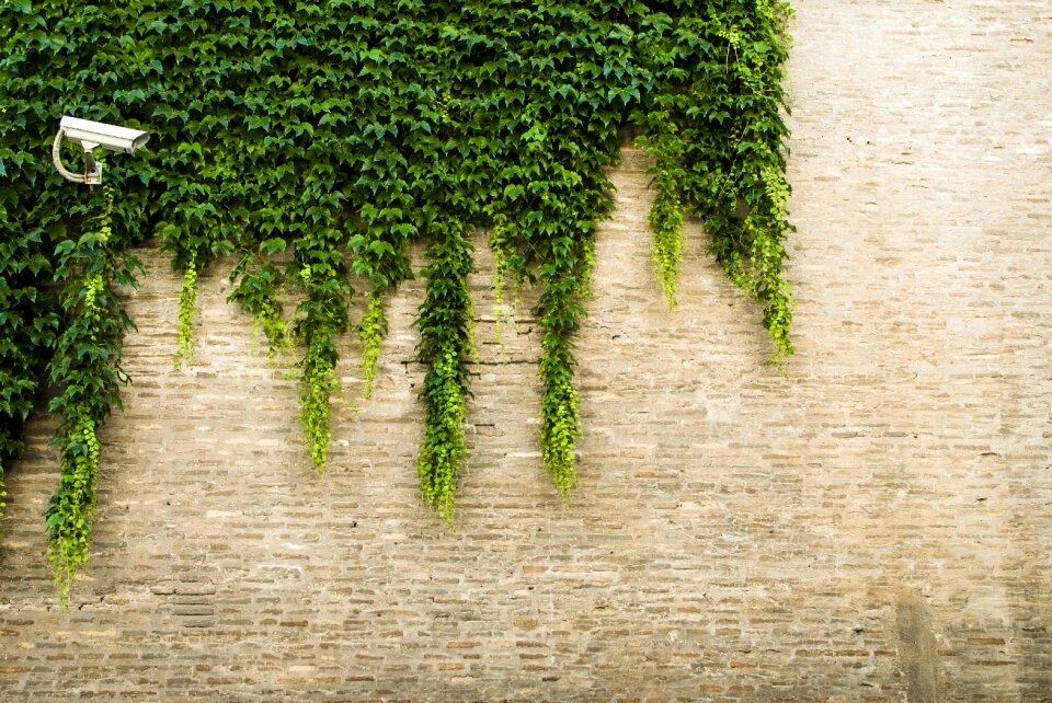 Surveillance camera vines green